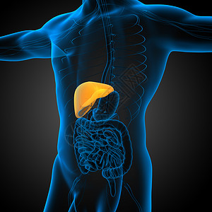 脾肾3d 提供肝脏的医学说明膀胱胰腺器官解剖学医疗胆囊冒号腹痛背景