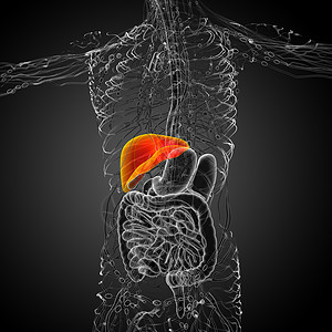3d 提供肝脏的医学说明腹痛胆囊膀胱冒号胰腺医疗解剖学器官背景图片