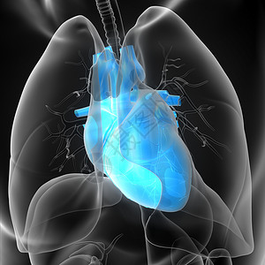3d为人类心脏的医学插图医疗病人外科手术解剖学心脏病学背景