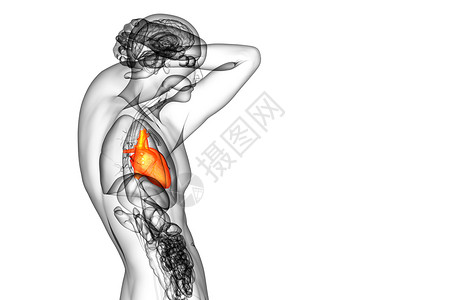 3d纹身素材3d为人类心脏的医学插图医疗心脏病学手术解剖学外科病人背景