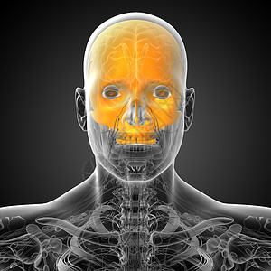 3d为上头颅的医学插图颅骨医疗骨骼枕骨背景图片