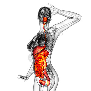 3d为人类消化系统提供医学说明腹痛疼痛膀胱冒号胆囊解剖学胰腺癌症背景图片