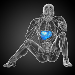3d 提供肝脏的医学说明膀胱解剖学器官医疗腹痛胆囊胰腺冒号背景图片