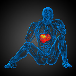 3d 提供肝脏的医学说明医疗冒号腹痛胆囊器官解剖学胰腺膀胱背景图片