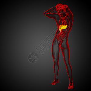 3d 提供肝脏的医学说明膀胱解剖学胆囊胰腺腹痛器官医疗冒号背景图片