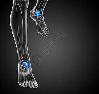 3d 表示百叶窗骨的插图意义教育医疗踝骨解剖学跟腱肌肉背景图片