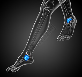 3d 表示百叶窗骨的插图肌肉踝骨教育跟腱医疗解剖学意义背景图片