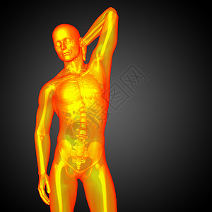 3d为人体解剖的医学插图椎骨身体骨头器官骨骼冒号背景图片