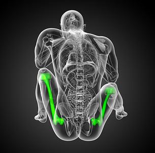 3d为大腿骨做医学说明指骨腓骨骨骼膝盖股骨坐骨髌骨胫骨颅骨背景图片
