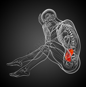 3d 说明男性小肠的插图解剖学胸部生物学身体蓝色背景图片