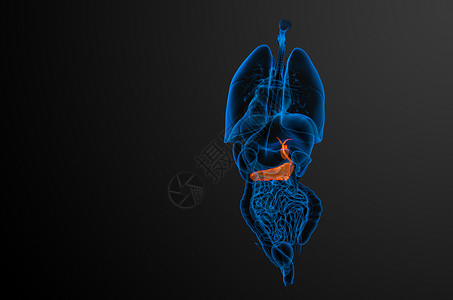 3d 向医生说明胆浆和锅炉器官胰腺胰脏胆道胆囊医疗膀胱背景