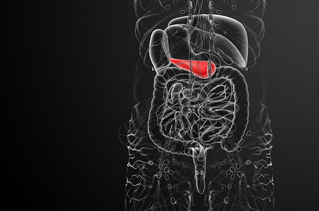 3d 向医生说明胆浆和锅炉胆道器官胰腺膀胱胰脏医疗胆囊背景