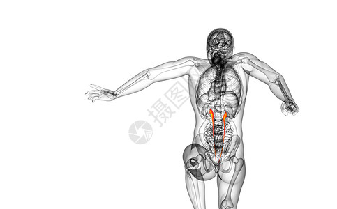 3d 提供体外尿素的医学说明尿液生理命脉医疗器官生物学输尿管x光背景图片