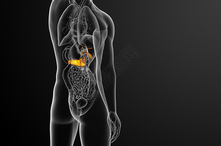 3d 向医生说明胆浆和锅炉膀胱胆囊胰脏胰腺医疗胆道器官背景