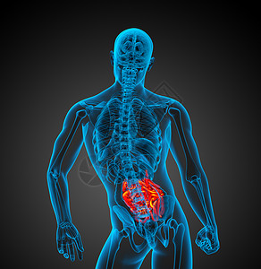 3d 说明男性小肠的插图解剖学生物学蓝色身体胸部背景图片