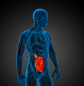 3d 说明男性小肠的插图蓝色生物学胸部身体解剖学背景图片