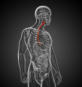 3d 显示食道的插图男性解剖学医疗蓝色背景图片