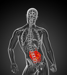 3d 说明男性小肠的插图生物学身体蓝色胸部解剖学背景图片