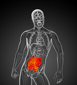 3d 说明男性小肠的插图身体生物学蓝色胸部解剖学背景图片