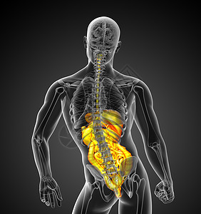 3d为人类消化系统提供医学说明癌症疼痛胆囊解剖学胰腺膀胱冒号腹痛背景图片