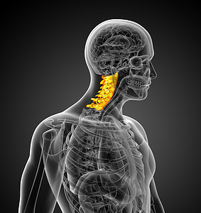 3d为子宫颈脊椎的医学插图骨骼颈椎病脖子骨头椎骨脊柱生理背景图片