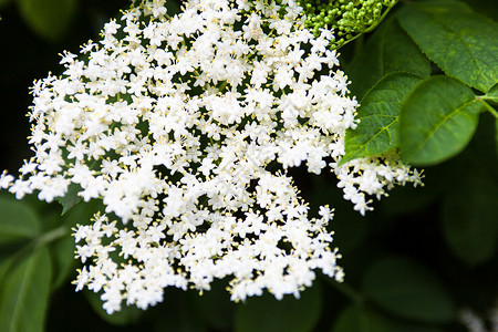 黑人长者白花(Sambucus)高清图片