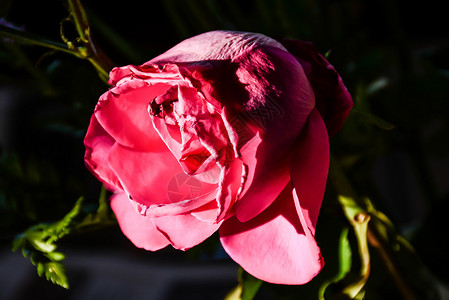 红花深色混合物背景温度阳光花朵红色背景图片