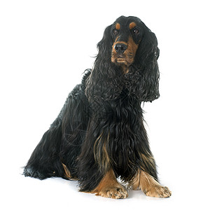 可卡犬棕褐色黑色动物猎狗英语工作室宠物成人男性背景图片