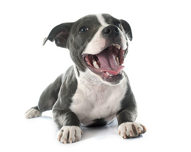 小小狗 塔德郡公牛田工作室灰色宠物幸福白色牙齿动物高清图片