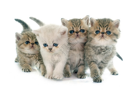 小猫奇特短发虎斑棕色猫科动物团体白色工作室宠物背景图片