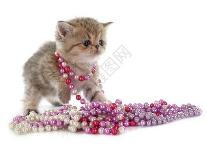 小猫奇特短发棕色珍珠猫科虎斑宠物工作室动物衣领珠宝高清图片