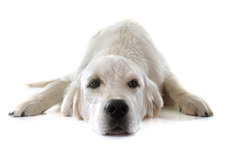 年轻金色采集器猎犬宠物动物猎狗白色休息工作室睡眠小狗背景图片
