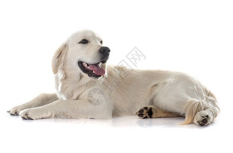 年轻金色采集器动物白色工作室猎狗宠物猎犬小狗背景图片