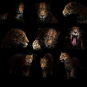 黑暗中的美洲豹豹子黑色丛林黄色野生动物聚光灯阴影食肉荒野动物男性背景图片
