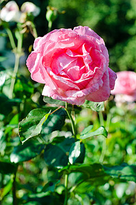 粉红玫瑰花树叶粉色绿色植物群园艺花园背景图片