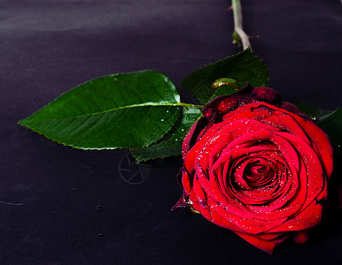 红玫瑰玫瑰蓝色树叶花瓣植物群黑色绿色背景图片