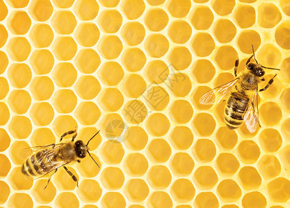 工作蜜蜂蜂蜡养蜂人药品细胞领导荒野六边形昆虫金子蜂蜜背景图片