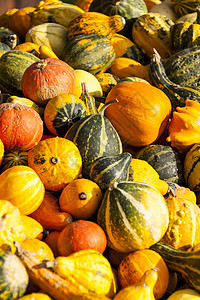 从秋天开始装饰小型南瓜 cucurbita南瓜南瓜农民市场生产季节性蔬菜烹饪展示壁球季节营养背景