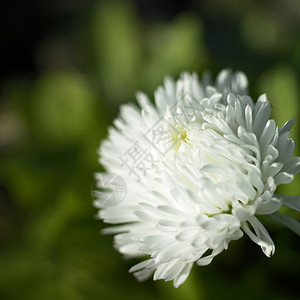 英国雏菊庆典花瓣香味树叶植物群植物生长植物学花园背景图片
