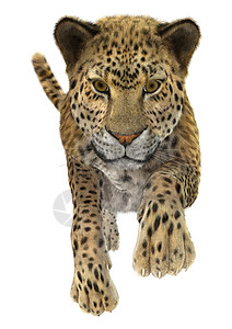 全职猎人豹型白色哺乳动物斑点食肉猫科毛皮荒野野生动物猎人动物背景
