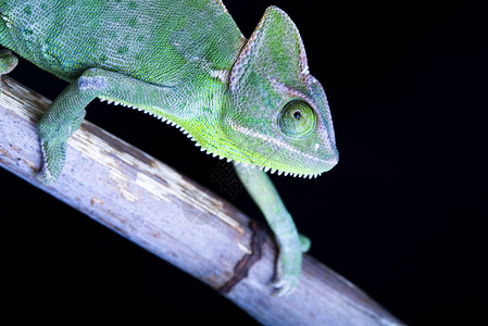 变色素 明亮生动的异国气候蜥蜴脾气宠物变色龙绿色婴儿爬虫动物白色情调背景图片