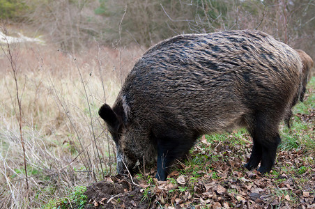 野猪鼻子毛皮动物国家森林獠牙公园哺乳动物公猪荒野高清图片