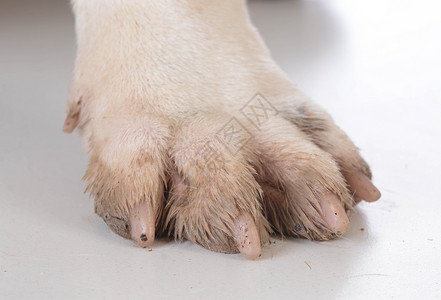 脏狗脚宠物犬类指甲毛皮打印脚趾爪子哺乳动物背景