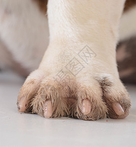 脏狗脚打印宠物犬类毛皮爪子指甲哺乳动物脚趾图片