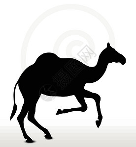 嘉宾阵容骑骆驼的阵容野生动物草图绘画冒充黑色插图阴影沙漠动物白色设计图片