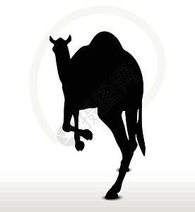 嘉宾阵容骑骆驼的阵容阴影宠物剪贴黑色野生动物绘画白色姿势插图动物设计图片