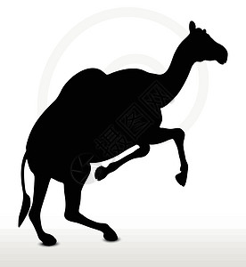 嘉宾阵容骑骆驼的阵容绘画插图动物黑色野生动物沙漠冒充阴影白色背光设计图片