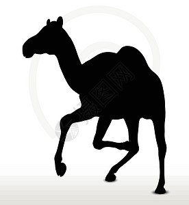 嘉宾阵容骑骆驼的阵容黑色野生动物阴影冒充动物沙漠白色宠物剪贴绘画设计图片