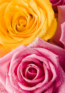 美丽的花朵 美妙的春季春天生动的主题情怀花束玫瑰淋浴婚礼鲜花香气粉红色花瓣情感背景图片