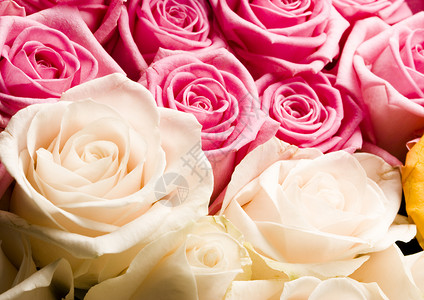 一束玫瑰花 美妙的春天 生动的主题鲜花生日新娘粉红色婚礼植物玫瑰花瓣情感花束背景图片
